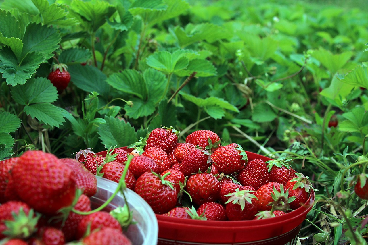 Midsummer strawberries